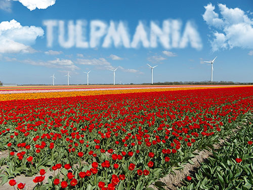 produktie/i_1170/tulpmania.jpg